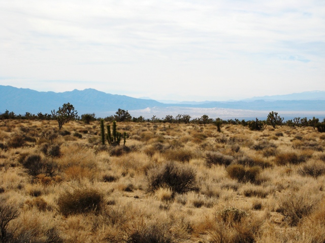 Mojave Road - 12/02/2008  11:20 AM